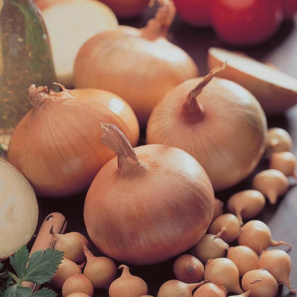 dt-brown ONIONS/GARLIC/SHALLOTS Stuttgarter Giant Onion Sets