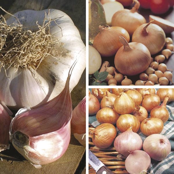 dt-brown ONIONS/GARLIC/SHALLOTS Exclusive Spring Planting Onion, Shallot & Garlic Collection