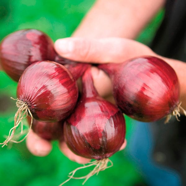 dt-brown VEGETABLE SEEDS Onion Redspark F1 Seeds