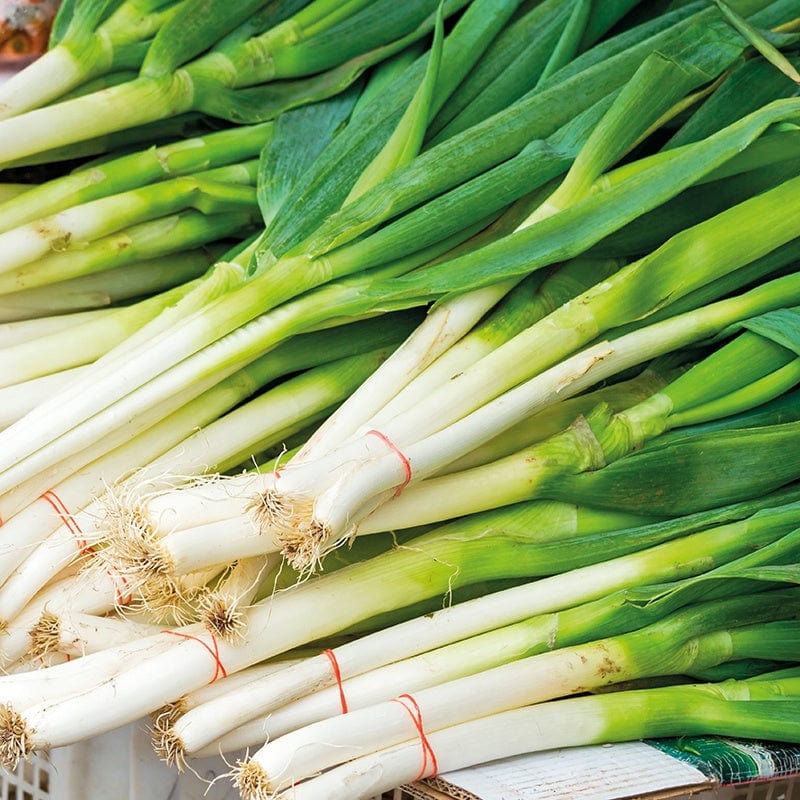 dt-brown VEGETABLE PLANTS 20 Module Grown Plants (LATE) Darcy TSX 8516 Spring Onion Plants