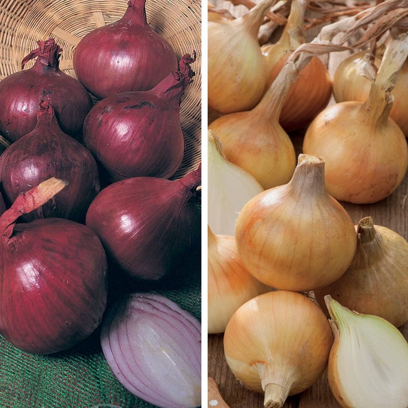 dt-brown ONIONS/GARLIC/SHALLOTS Heat Treated Onion Set Collection