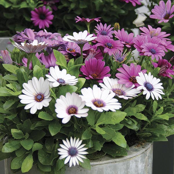 DT Brown FLOWER PLANTS Osteospermum Akila Berries and Cream Flower Plants