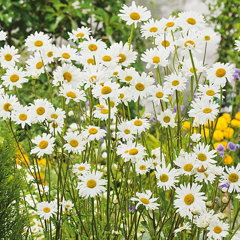 dt-brown FLOWER PLANTS 5 Young Plants Oxeye Daisy Flower Plants
