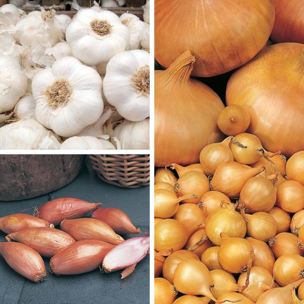 Autumn Planting Onion, Shallot & Garlic Collection