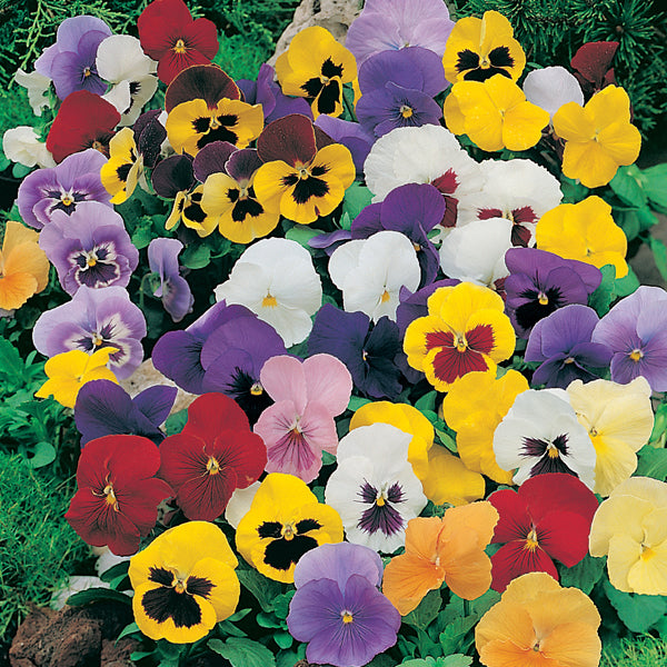 Early Spring Colour Bedding Collection