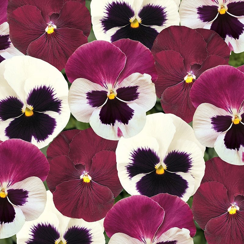 dt-brown FLOWER PLANTS Pansy Matrix Mix Raspberry Sundae Flower Plants