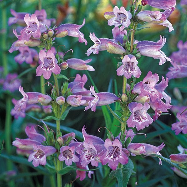 dt-brown FLOWER PLANTS Penstemon Sour Grapes Potted Flower Plant