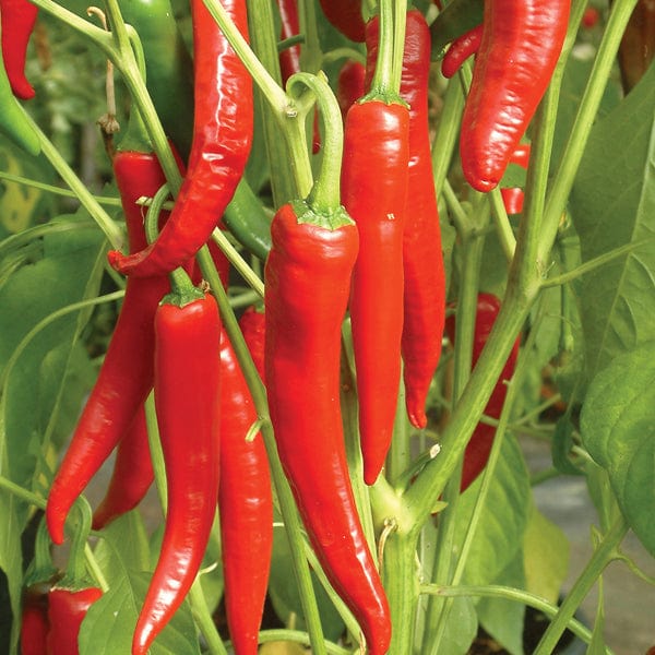 dt-brown VEGETABLE PLANTS 3 x 9cm Potted Plants (EARLY) Chilli Pepper Big Devil Grafted Plants