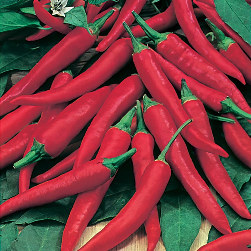 dt-brown VEGETABLE PLANTS Chilli Pepper De Cayenne Plants