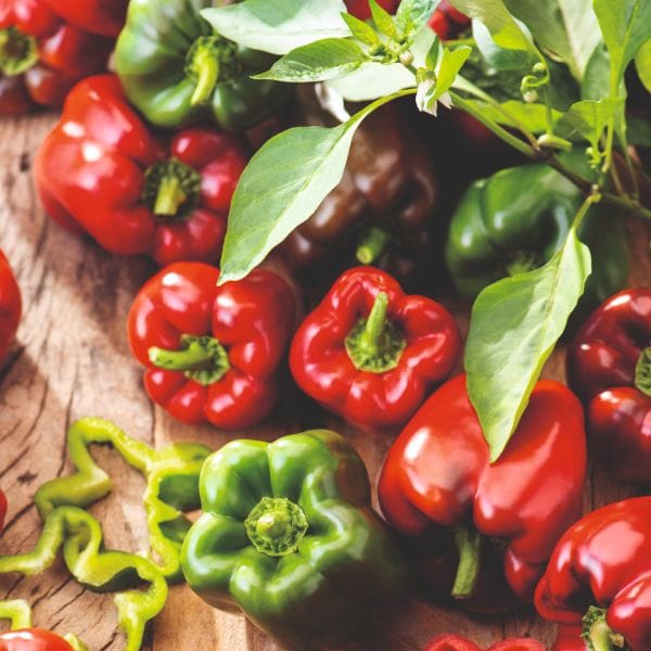 Grafted Pepper Jericho Vegetable Plants