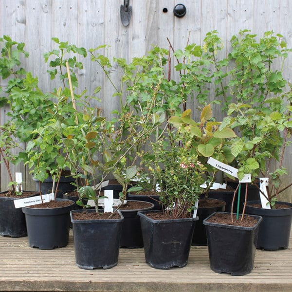 dt-brown FRUIT Long Cropping Blueberry Fruit Plant Collection