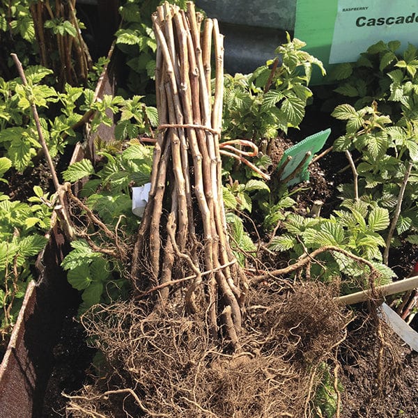 dt-brown FRUIT Long Cropping Raspberry Fruit Canes Collection
