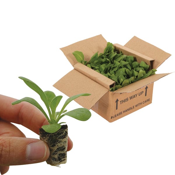 DT Brown FLOWER PLANTS Marigold Vanilla F1 Plug Plants