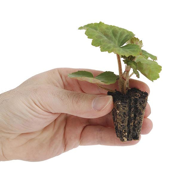 dt-brown FLOWER PLANTS Calibrachoa Kabloom™ Candyfloss Mixed Flower Plants