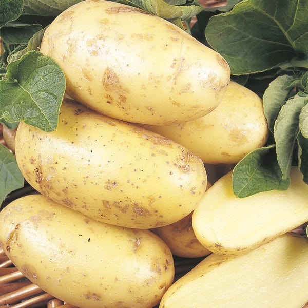 dt-brown SEED POTATOES Kitchen Classics Seed Potato Collection