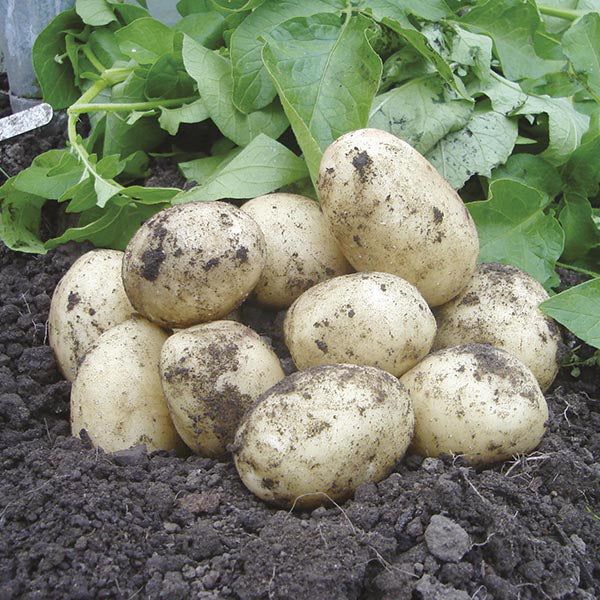 Newly harvested potatoes on soil with green leaves in the background