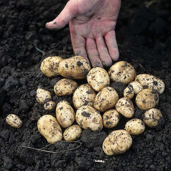 Soil improvers
