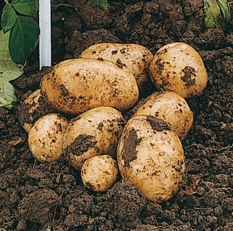 dt-brown SEED POTATOES Potato Swift (Extra Early Seed Potato)