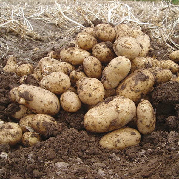 dt-brown SEED POTATOES Potato Arran Pilot (First Early Seed Potato)