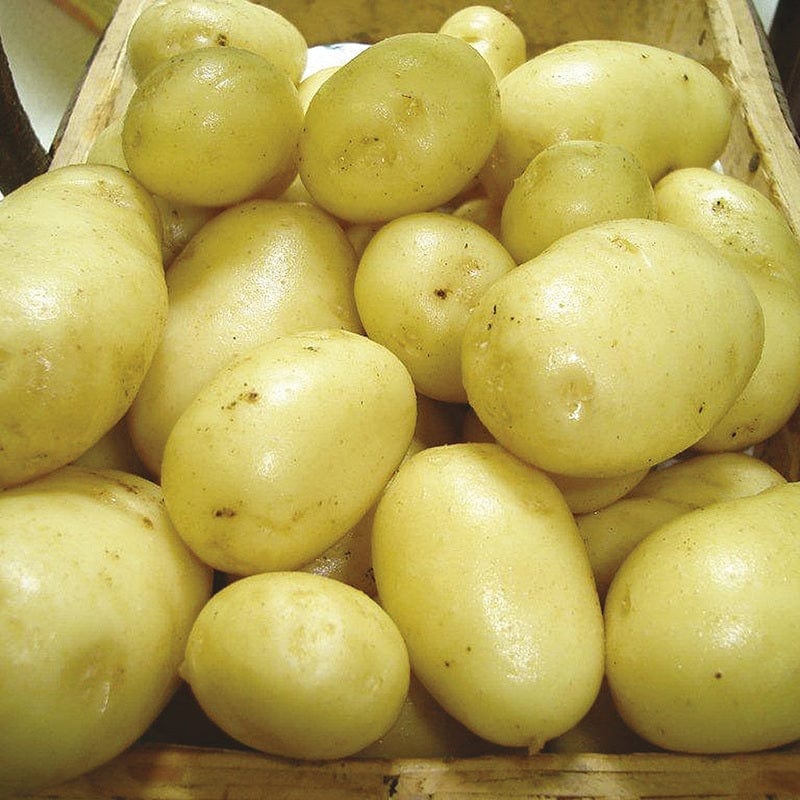 Early Seed Potatoes