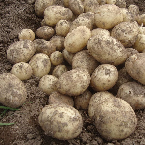 Second Cropping Potato Collection