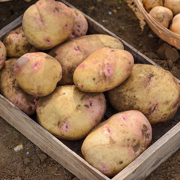 dt-brown SEED POTATOES Potato Cara (Late Maincrop Seed Potato)
