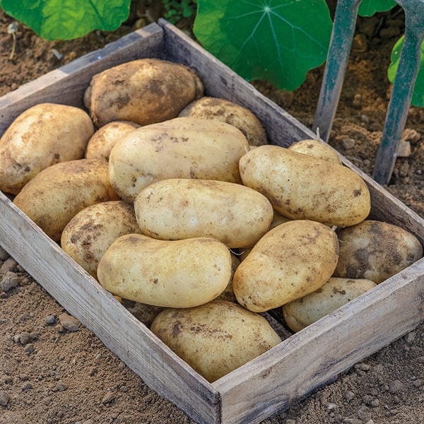 dt-brown SEED POTATOES Potato Maris Piper (Maincrop Seed Potato) AGM