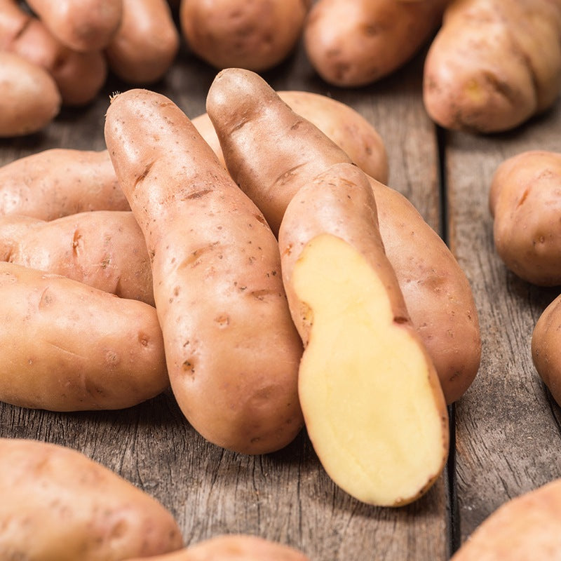Potato Pink Fir Apple (Late Maincrop Seed Potato)
