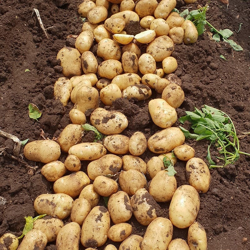 dt-brown Potato Royal (Maincrop Seed Potato)