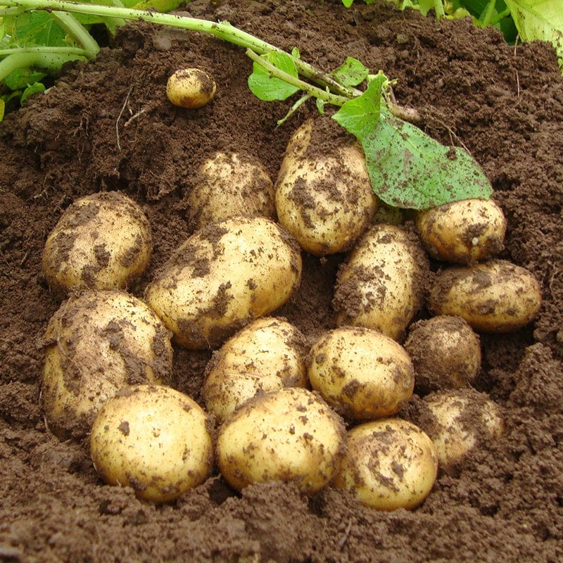first early seed potatoes planting time Potato Premiere (First Early Seed Potato) From D.T. Brown