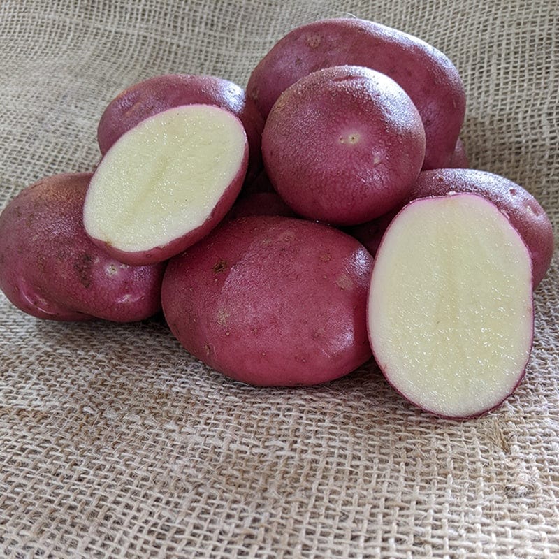Potato Java (Maincrop Seed Potato) From D. T. Brown