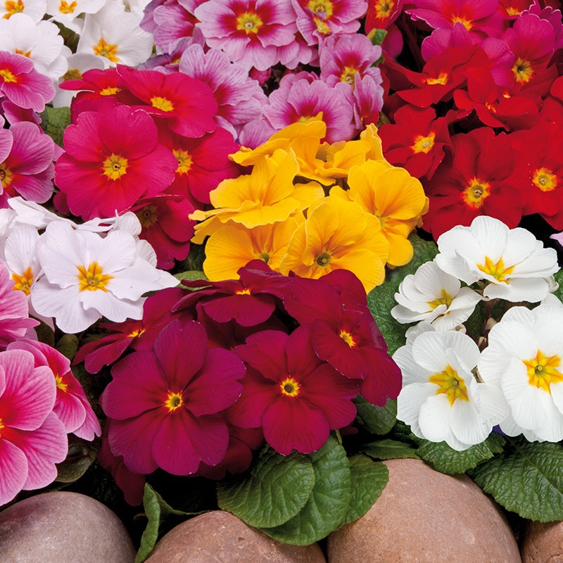 Primula Wanda XP Mix Flower Plants