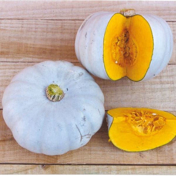 DT Brown VEGETABLE PLANTS Pumpkin 9cm Plant Collection