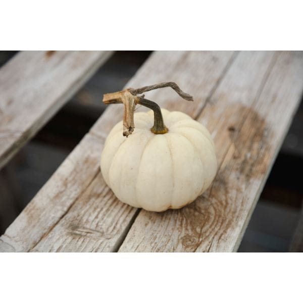 DT Brown VEGETABLE PLANTS Pumpkin Casperita Flower Plants