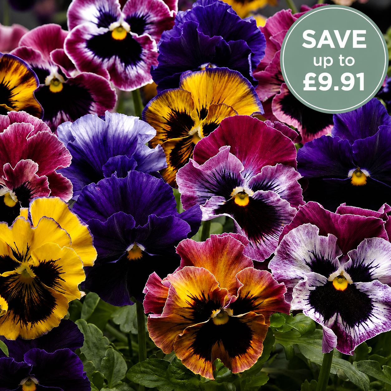 Pansy Fizzy Fruit Salad F1 Mixed Flower Plants