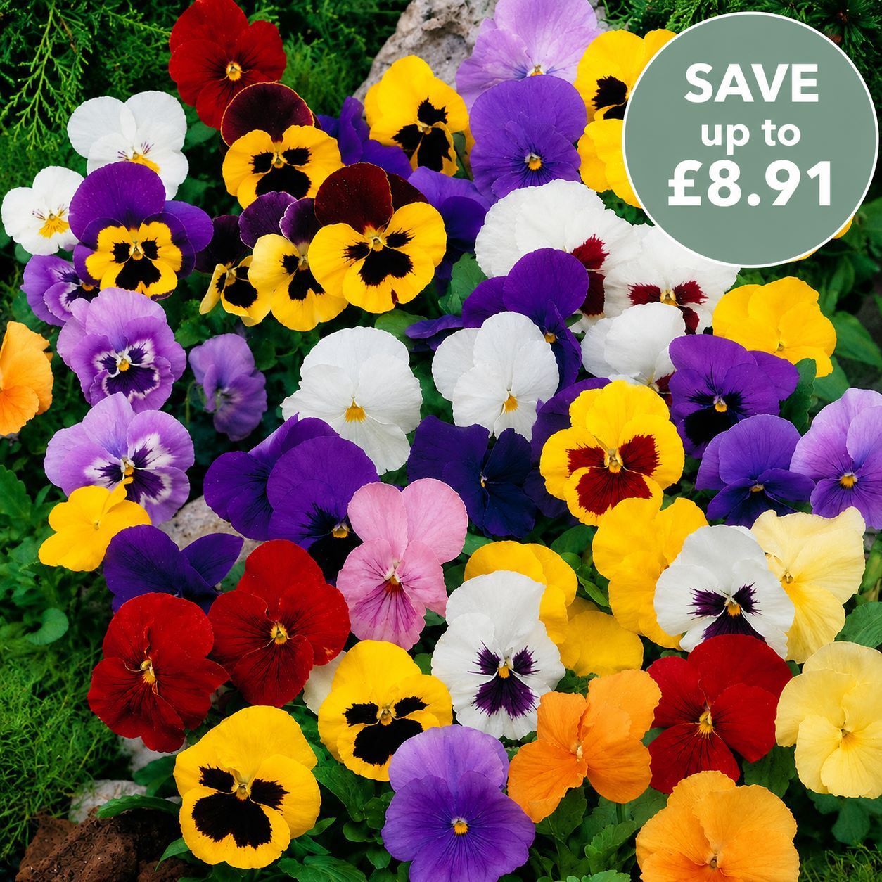 Pansy Winter Flowering Mixed F1 Plants