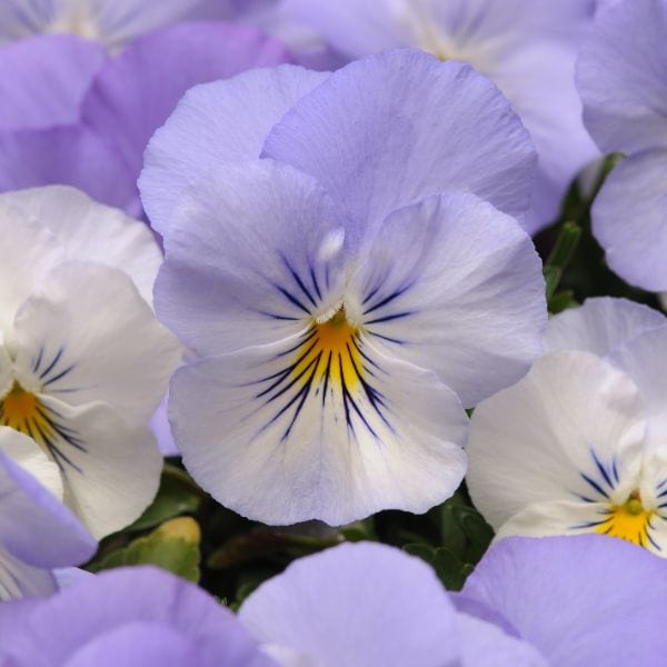 dt-brown Pansy Cool Wave Frost Garden Ready Bedding Plants