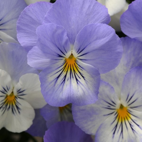 dt-brown Pansy Cool Wave Frost Garden Ready Bedding Plants