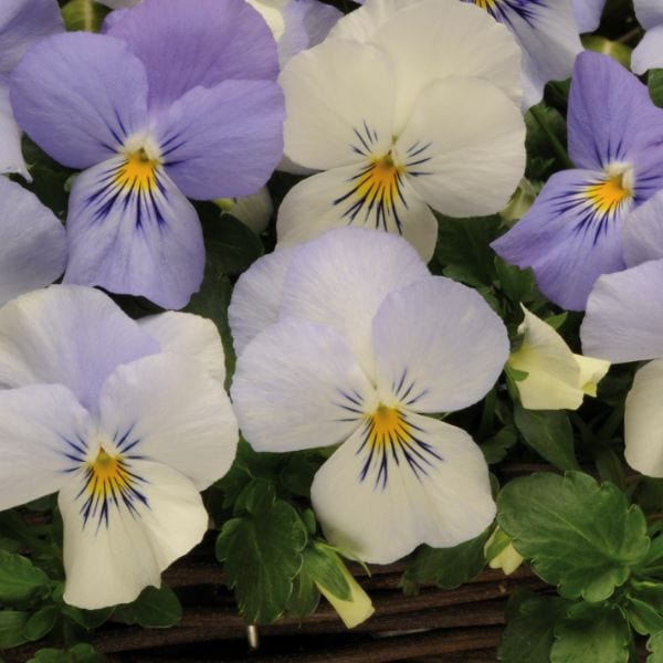 dt-brown Pansy Cool Wave Frost Garden Ready Bedding Plants