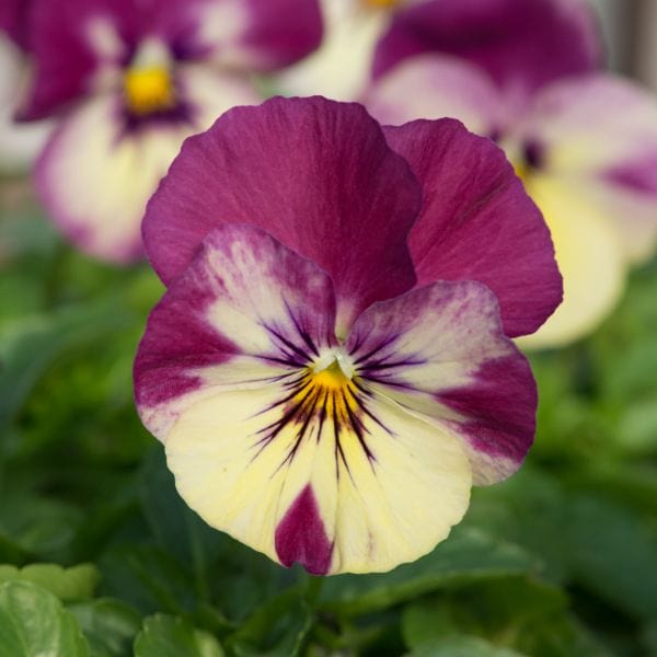 dt-brown Pansy Cool Wave Raspberry Swirl Garden Ready Bedding Plants