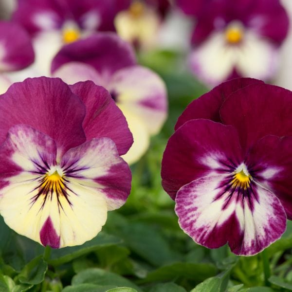 dt-brown Pansy Cool Wave Raspberry Swirl Garden Ready Bedding Plants