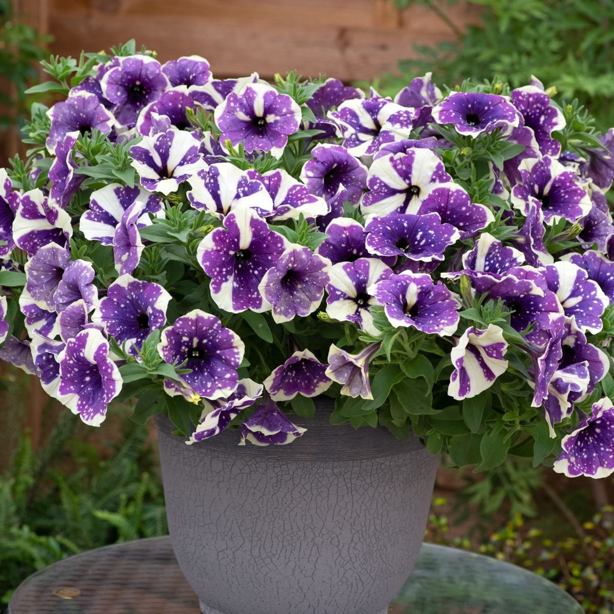 dt-brown FLOWER PLANTS Petunia Sparkling Sky