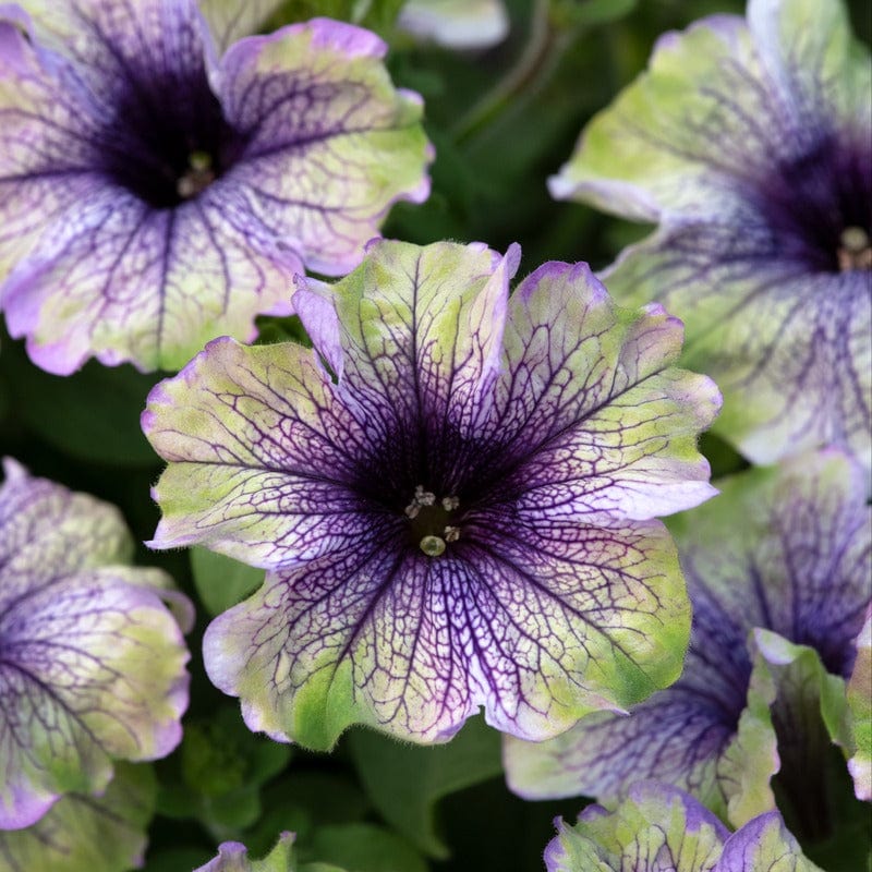 dt-brown FLOWER PLANTS Petunia Plum Cockatoo