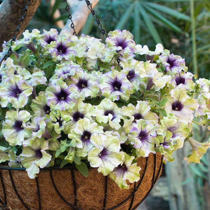 dt-brown FLOWER PLANTS Petunia Plum Cockatoo