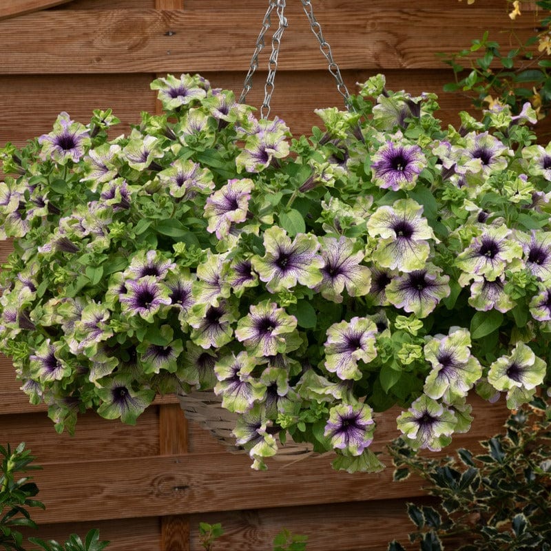 dt-brown FLOWER PLANTS Petunia Plum Cockatoo