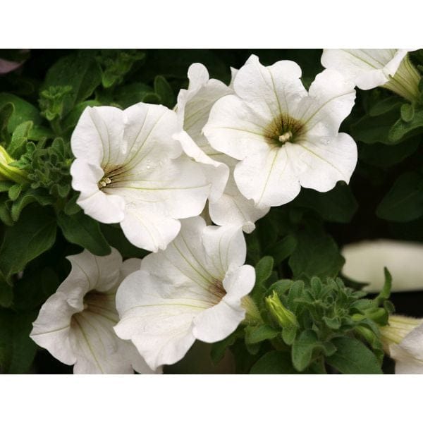 DT Brown FLOWER PLANTS Surfinia Petunia Lime White White Flower Plants
