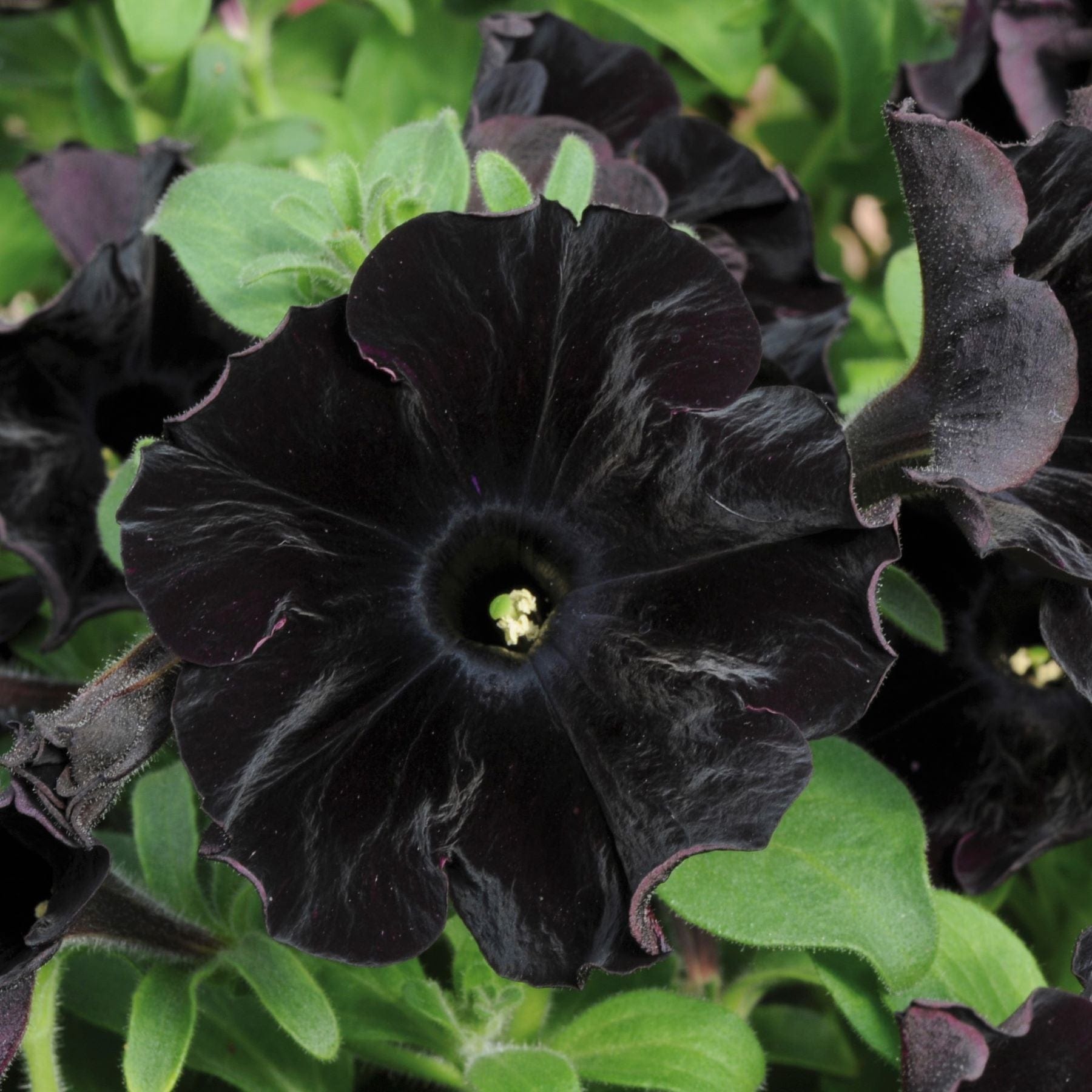 dt-brown FLOWER PLANTS 15 x Young Plants Petunia Black Velvet Plants
