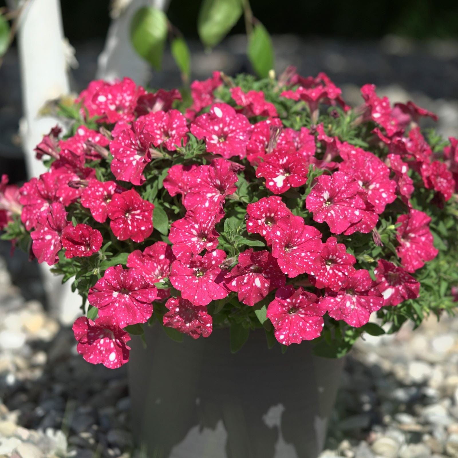 dt-brown FLOWER PLANTS Petunia Sparkling Sky