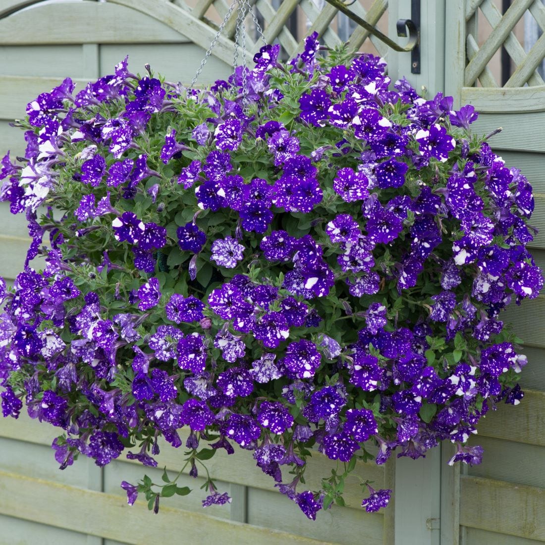 dt-brown FLOWER PLANTS Petunia Sparkling Sky