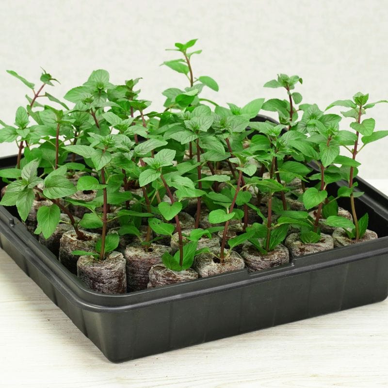 dt-brown HARDWARE Plantable Pellets Self-Watering Mini Greenhouse (35 plants)